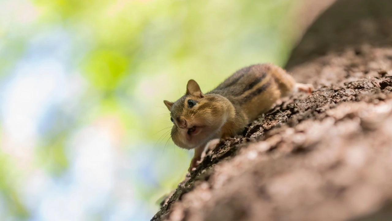 chipmunk