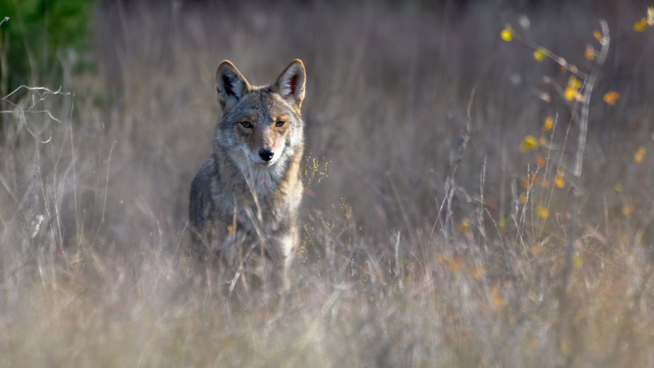 coyote