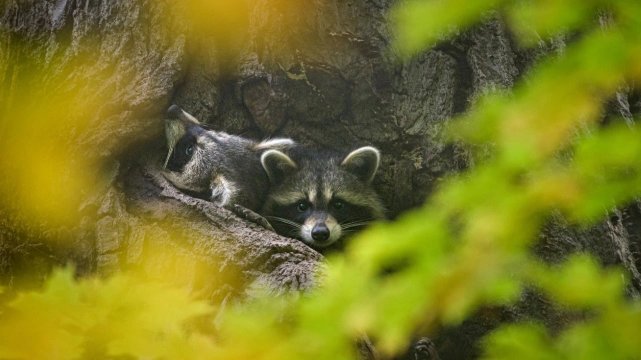 raccoon
