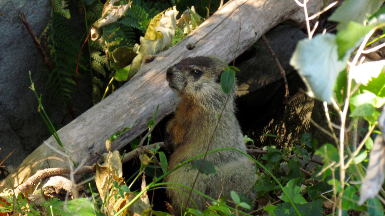 woodchuck